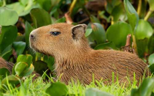 Capybara Wallpaper - iXpap