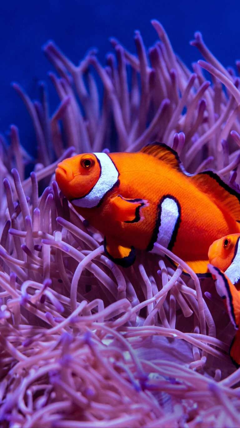 Clownfish Wallpaper - iXpap