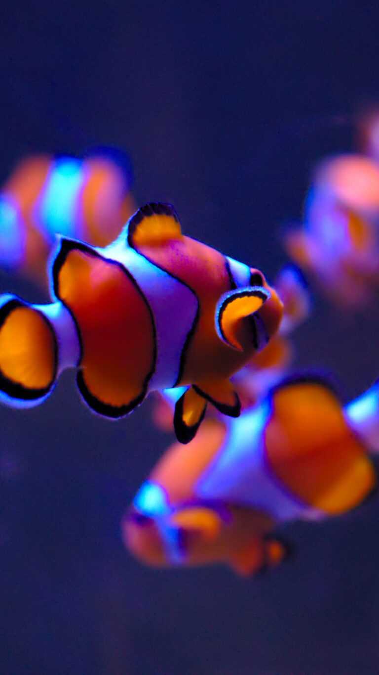 Clownfish Wallpaper - iXpap