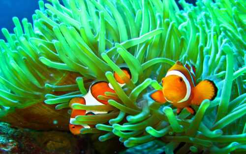 Clownfish Wallpaper - iXpap