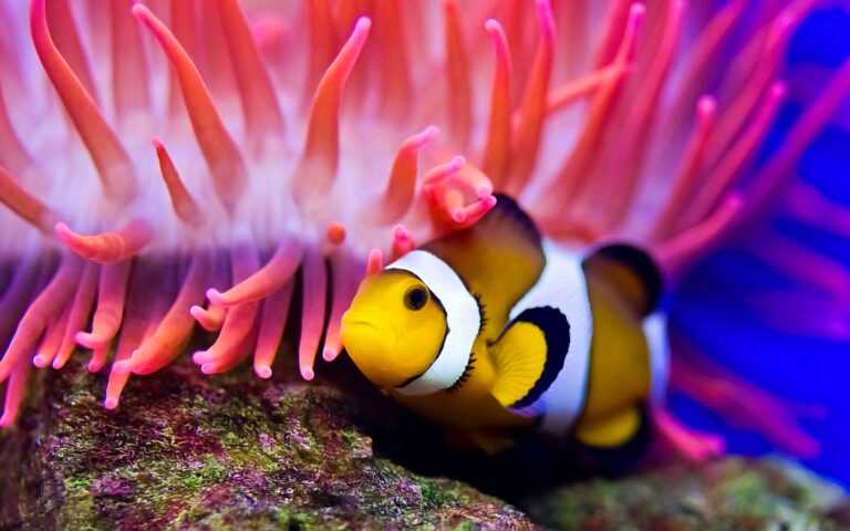 Clownfish Wallpaper HD - iXpap