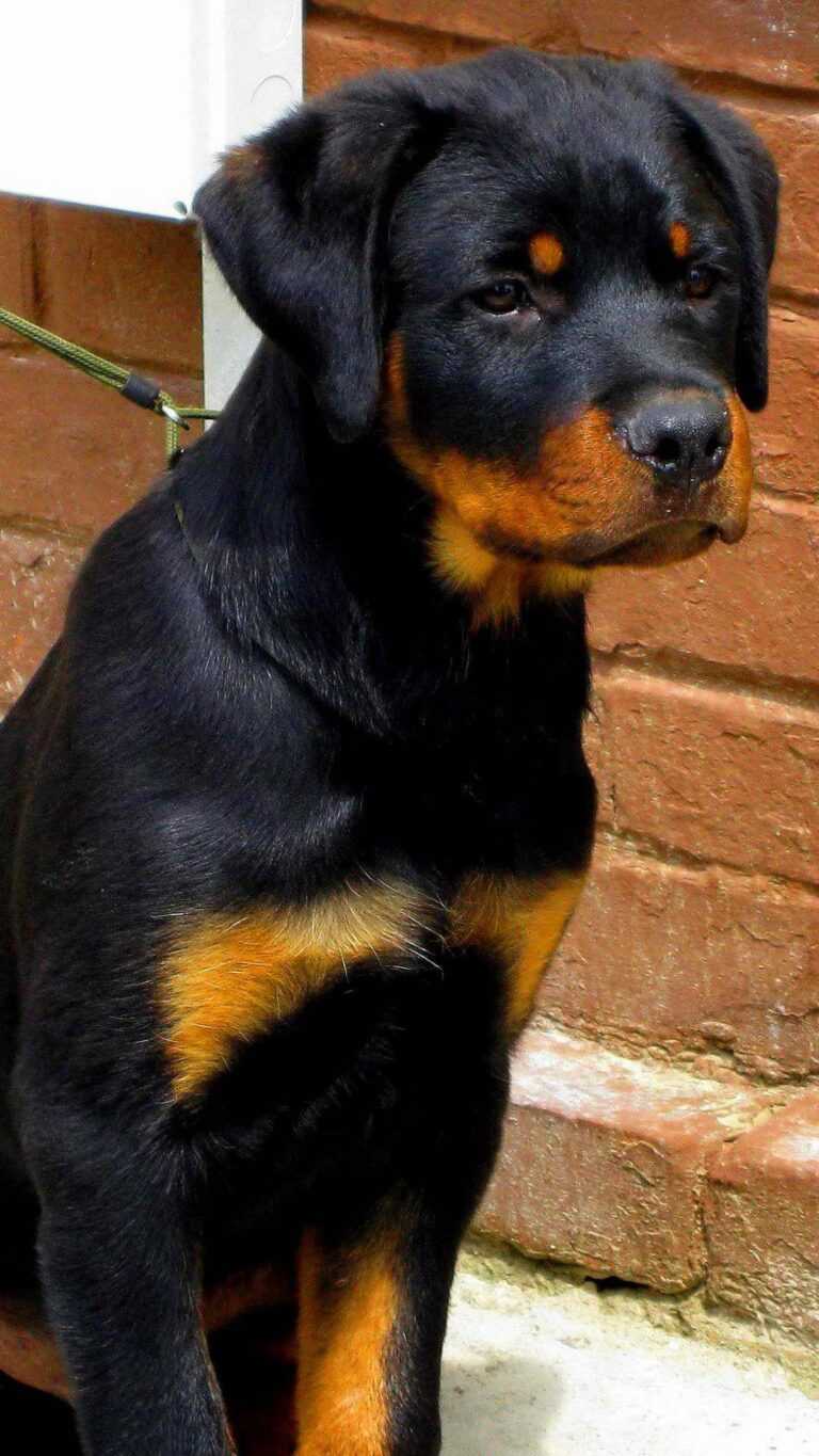 Rottweiler Wallpaper - iXpap