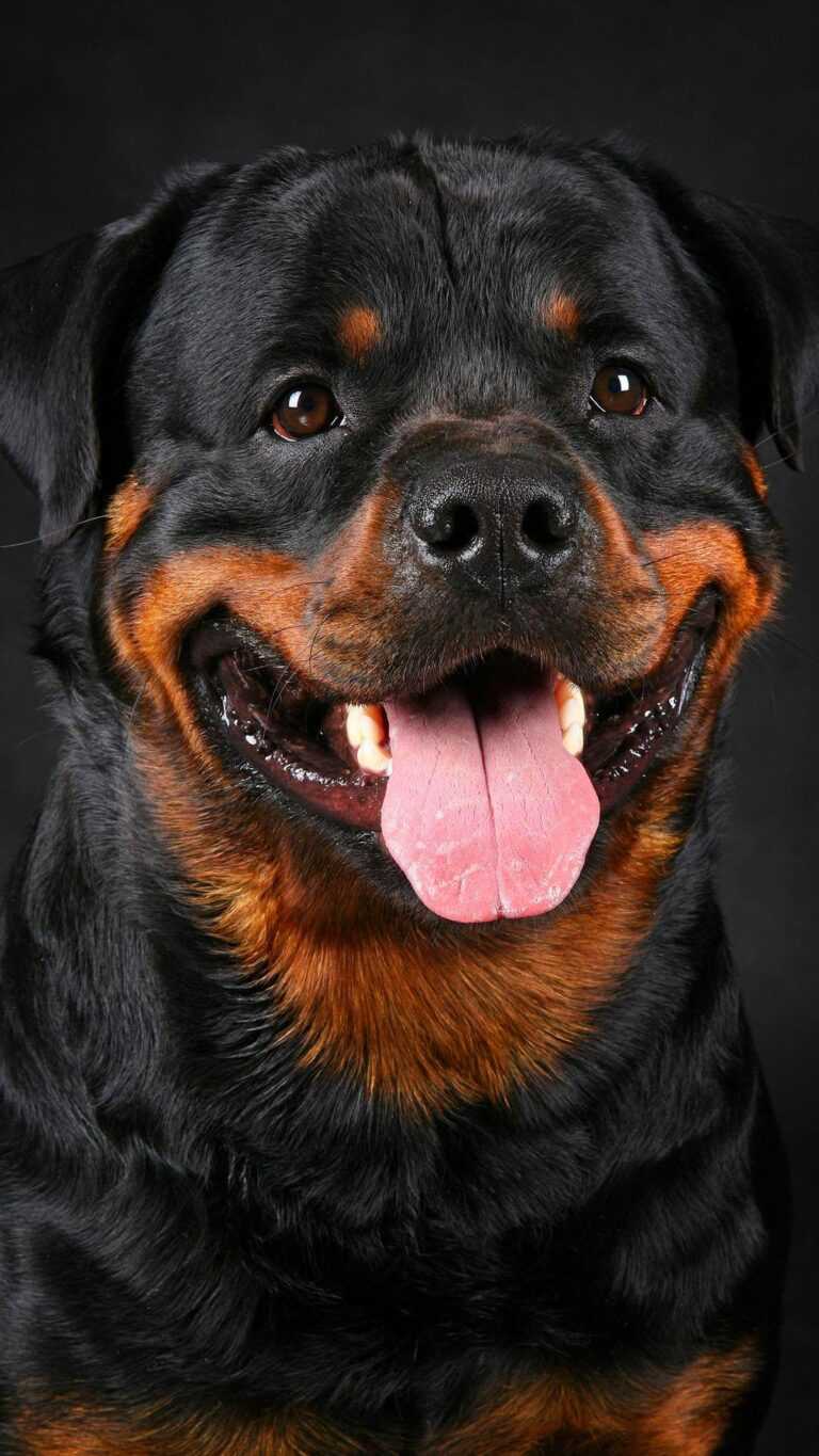 Rottweiler Wallpaper - iXpap