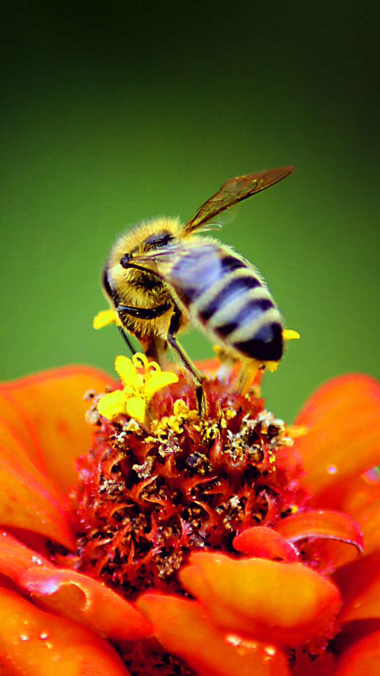 Bee Wallpaper Ixpap