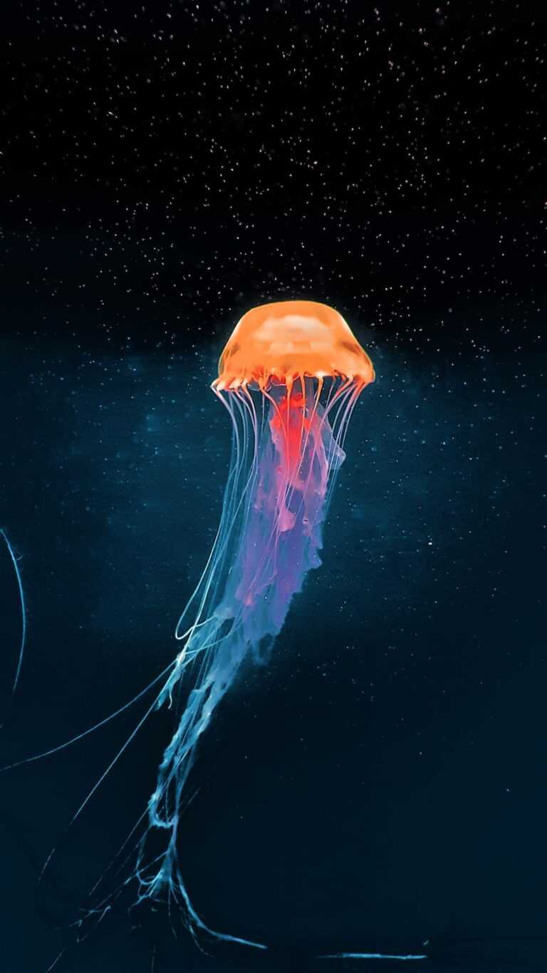 Jellyfish Wallpaper - iXpap