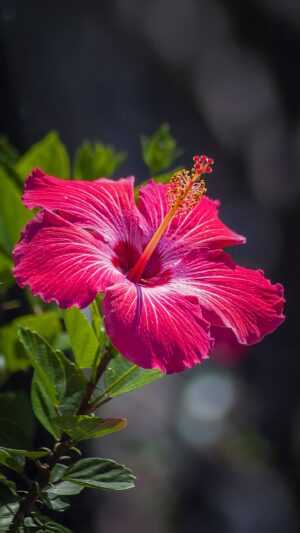 Hibiscus Wallpaper