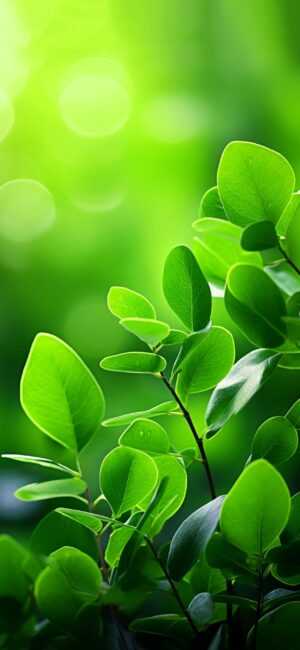 Green Leaves Wallpaper