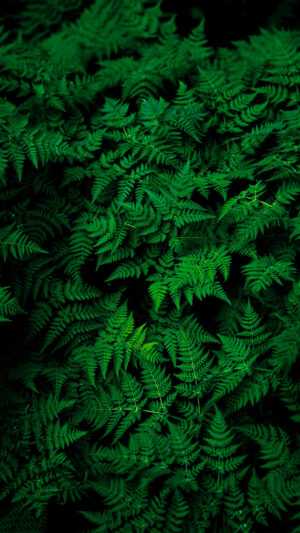 Green Leaves Wallpaper